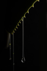 leaves of medicinal plant aloe vera