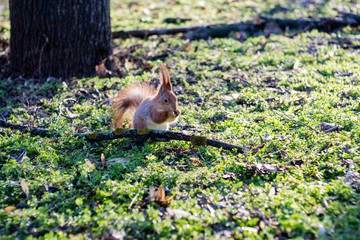 Fototapeta premium A European squirrel eats Nut in a park on a sun day. 