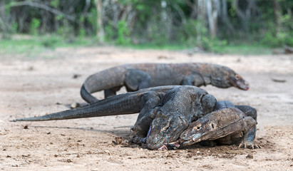 Fight of komodo dragons for prey. The Komodo dragon, scientific name: Varanus komodoensis....