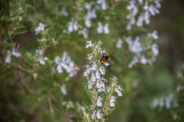 Detail of rosemary blossoms with bee
