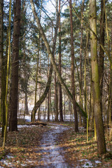 path in the forest in spring