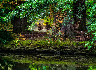 Obraz premium ducks relaxing hidden at the pond, munich bavaria englischer garten