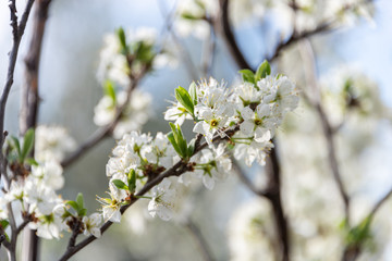 Flowers of blossom almond tree in the field