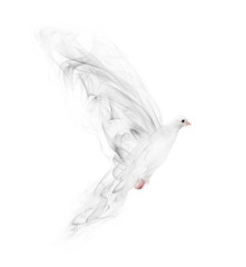 isolated flying white dove from smoke