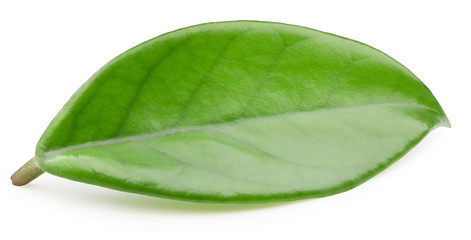 Fototapeta na wymiar Mango leaves isolated on white