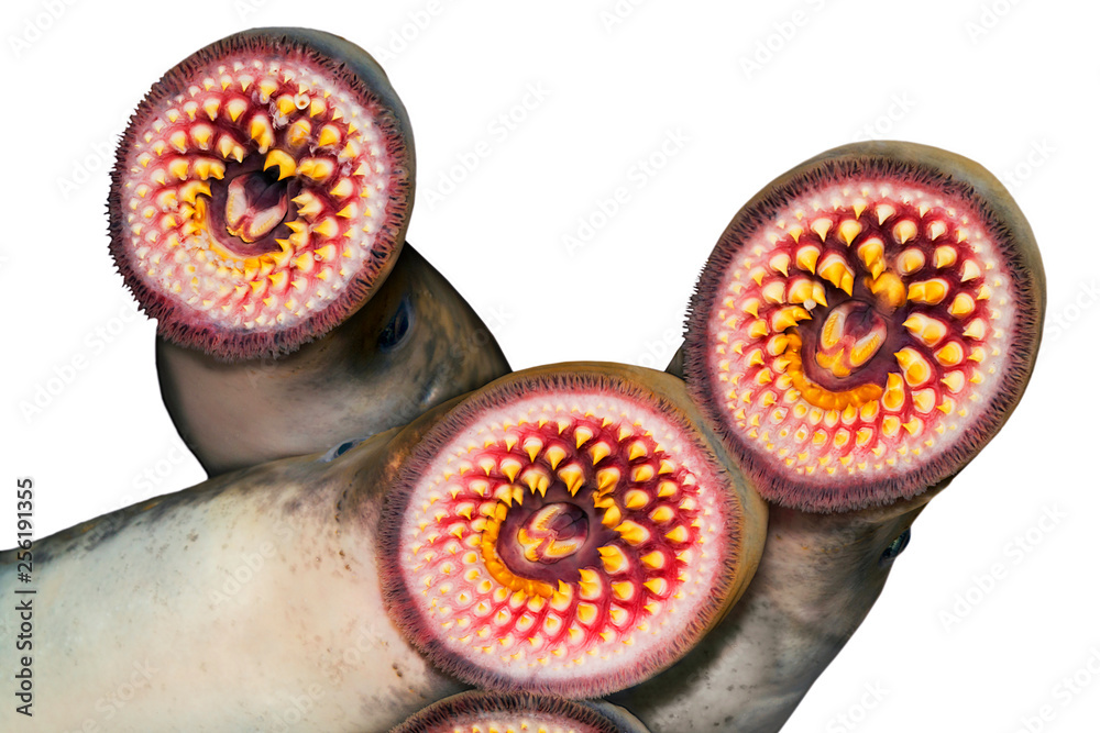 Wall mural lamprey delicious fish parasite in aquarium