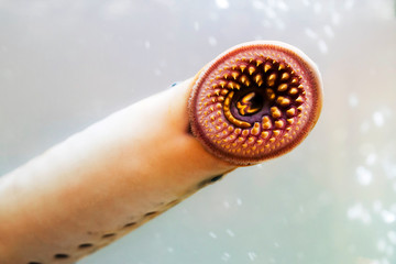 lamprey  delicious fish  parasite in aquarium - obrazy, fototapety, plakaty