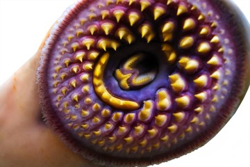 lamprey  delicious fish  parasite in aquarium