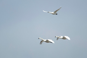 Three Tundra Swans