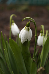 White snowdrops with dew drops.