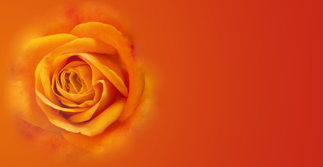 beautiful orange and yellow rose in color background