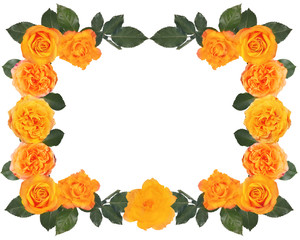 rose orange frame on white background