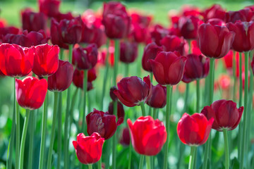 background with red tulips flowers