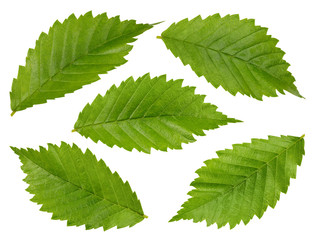Hazelnut leaves Clipping Path