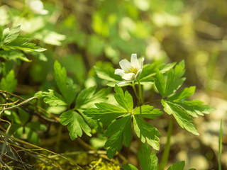 Forest anemone (Anemone nemorosa) with green foliage blooming in the spring woodland