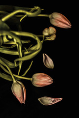 pink tulips, fallen petals and leaves in vintage style on a dark background close-up