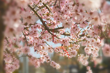 Red martenitsa bracelet on a branch of a blossoming almond tree.