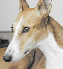 Obraz premium Nahaufnahme einer schönen Galgo Podenco Hündin