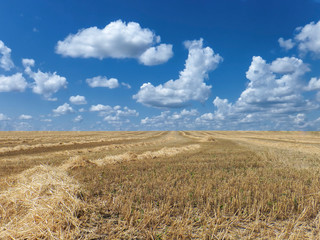 stubble, remnants of stalks in a field after harvesting wheat