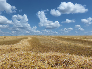stubble, remnants of stalks in a field after harvesting wheat