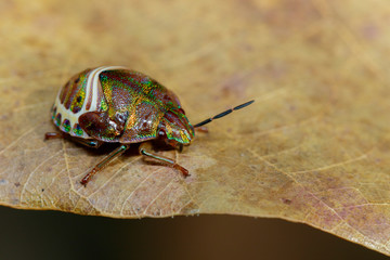 Image of beetle ladybird (Hippodamia variegata) on a brown leaf. Insect.  Animal.