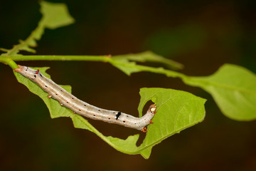Fototapeta premium Image of Worms (caterpillars) on green leaf. Insect. Animal.