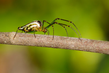 Image of Decorative Big-jawed Spider(Leucauge decorate) on brown branch. Insect. Animal.