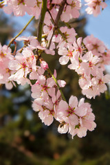 Almond blossom in spring in Bulgaria