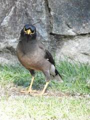 Hirtenmaina in Thailand