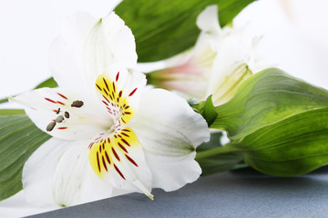 Fototapeta na wymiar delicate whitewedding bouquet of flowers background