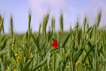 Green spikelets of wheat with a red poppy flower between them on a blurred background of a field with yellow flowers and a blue sky with clouds.