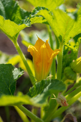 Flower on the squash plant in the garden