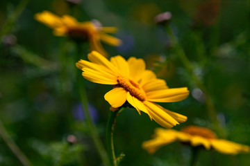 Wild yellow chrysanthemum flower head close-up on a dark blurred background