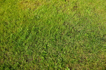 Green grass in the park as abstract background