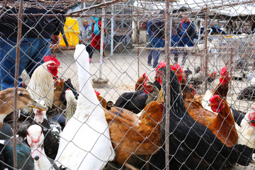 Roosters and hens in the cage for sale at the street market