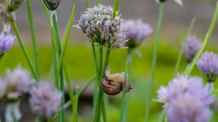 10138_The_white_brown_snail_hanging_on_the_onion_flower.jpg