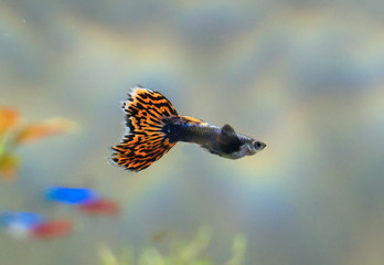 Fototapeta na wymiar Guppy in freshwater aquarium. Poecilia reticulata.