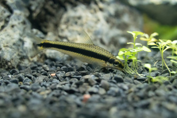 Siamese algae-eater in freshwater aquarium. Crossocheilus oblongus.