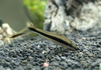 Siamese algae-eater in freshwater aquarium. Crossocheilus oblongus.