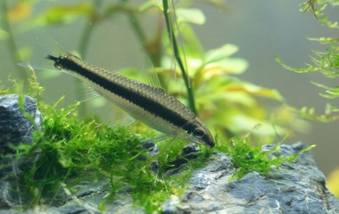 Siamese algae-eater in freshwater aquarium. Crossocheilus oblongus.