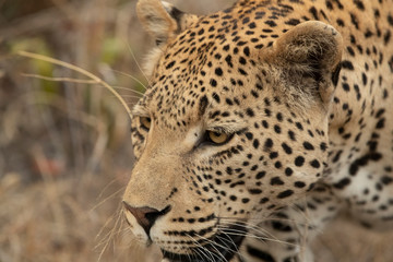 Leopard up close