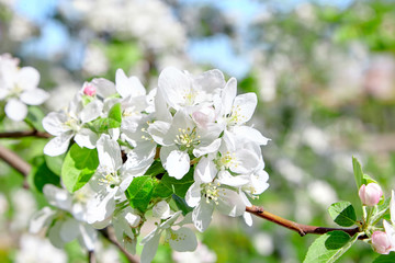 White apple tree flowers, blossoming spring fruit garden