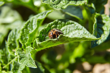 Colorado beetle eating young green potato leaves. Invasion of pests on farmland