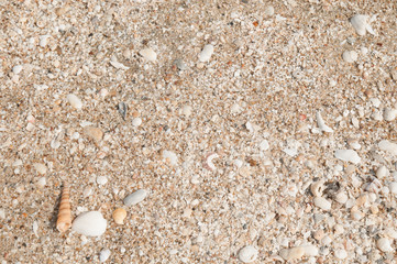 Beach with small and tiny sea shells.