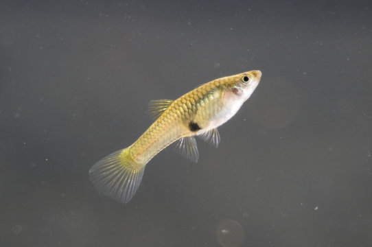 Female guppy endler in freshwater aquarium. Poecilia reticulata.