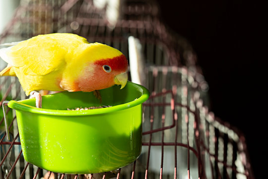 Agaponi Roseicolli suelto, comiendo.