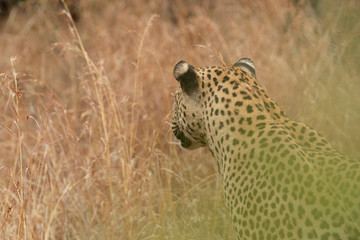 Leopard stalking it's prey