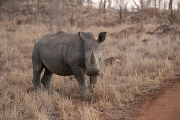 Fototapeta premium Rhino standing off