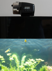 Automatic fish feeder standing on the aquarium cover.