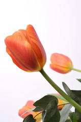 tulip isolated on white background